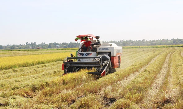 Nông dân xã Ea Kly (huyện Krông Pắc) thu hoạch lúa.  