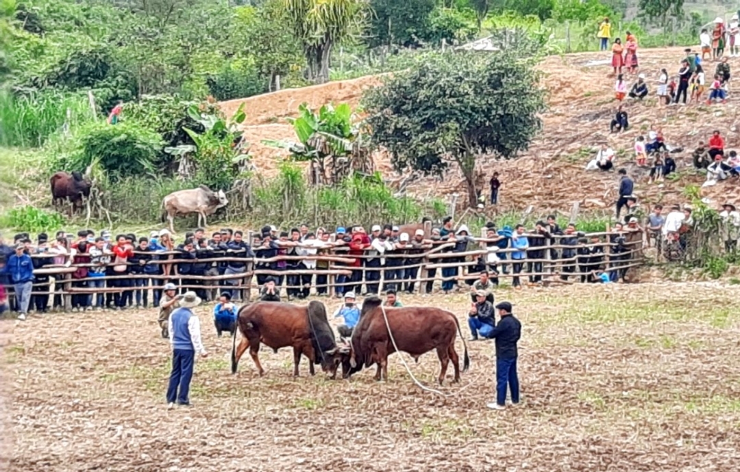 Trò chơi chọi bò diễn ra tại Ngày hội.