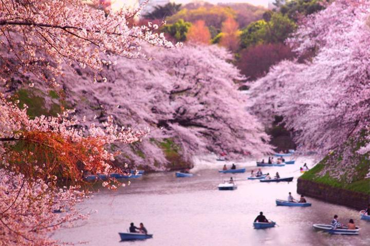 Du thuyền ngắm cảnh trên bờ sông Kamogawa.