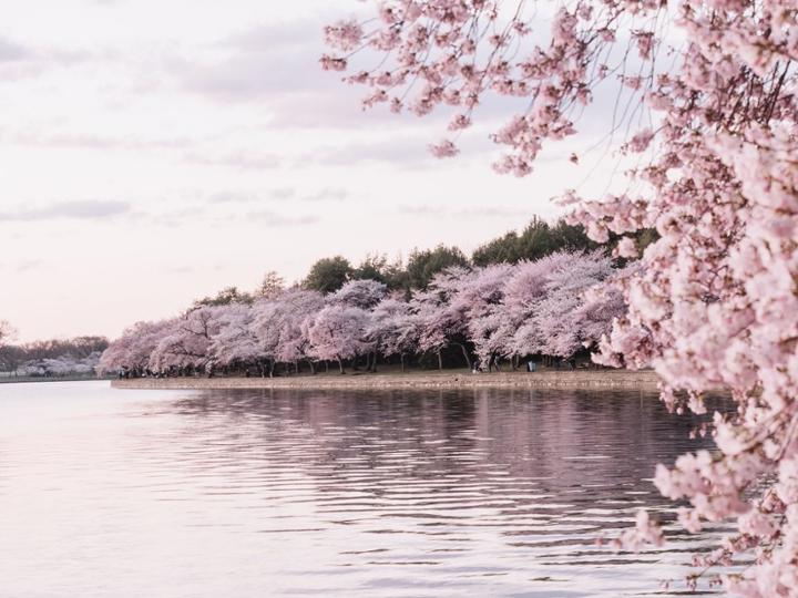 Cảnh trên sông Kamogawa.