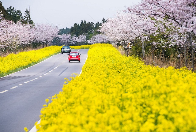 Khung cảnh ấn tượng tại đảo Jeju.