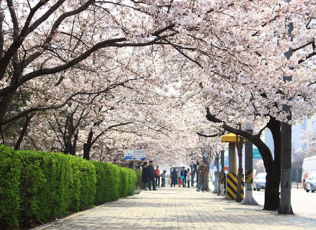 Du khách thưởng ngoạn mùa hoa anh đào tại Seoul.