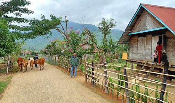 Đường vào buôn Kiều. 