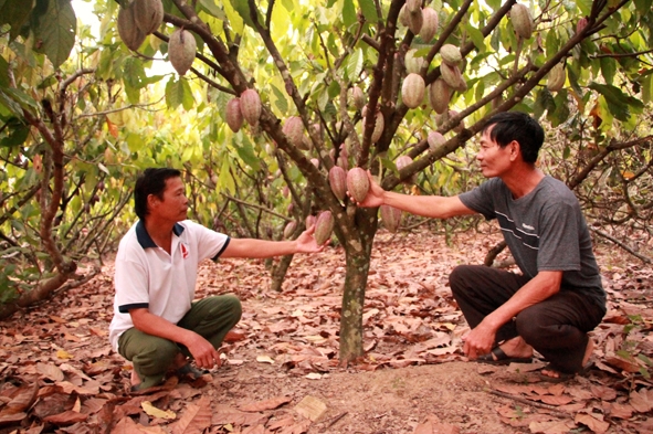Lãnh đạo Hợp tác xã Nông nghiệp - Dịch vụ và Thương mại Thành Đạt (xã Ea Sar) kiểm tra vườn ca cao nguyên liệu của xã viên.
