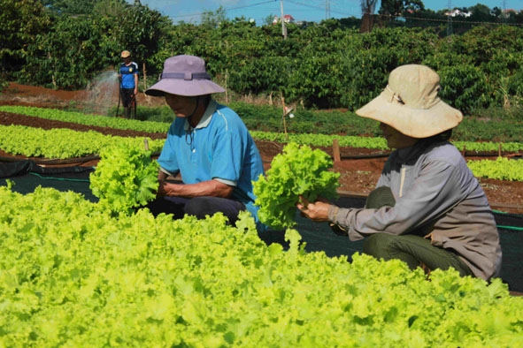 Vợ chồng ông Chúc thu hoạch rau. 