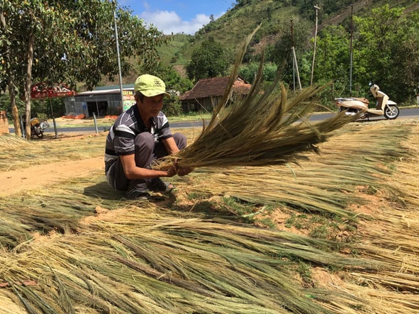 Ông Nguyễn Thanh Vân, buôn M’Hạp, xã Ea Trang đang phơi đót.