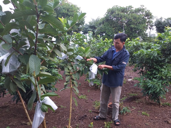 Anh Cao chăm sóc vườn cây của gia đình. 