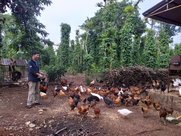 Anh Cao chăm sóc đàn vật nuôi của gia đình. 