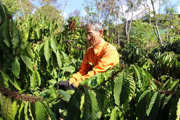 Ông Trần Tấn Kỳ chăm sóc vườn cà phê. 