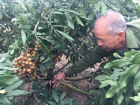 Gia đình ông  Phạm Công Hòa  (thôn 10, xã Ea Pil) áp dụng mô hình tưới nước tiết kiệm trong vườn nhãn. 