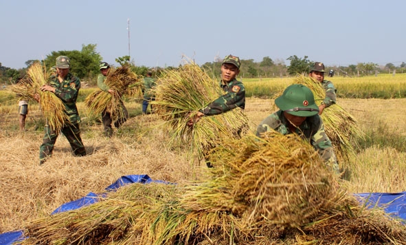 Đội công tác Đồn Biên phòng Sêrêpốk giúp bà con buôn Đrang Phốk thu hoạch lúa.