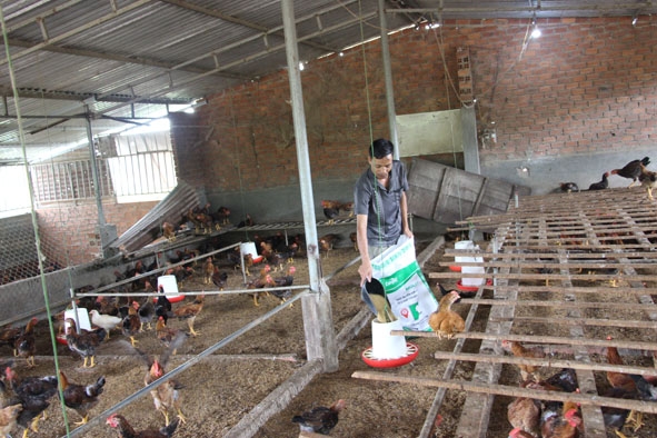 Trang trại nuôi gà của gia đình ông Phạm Văn Tơn. 