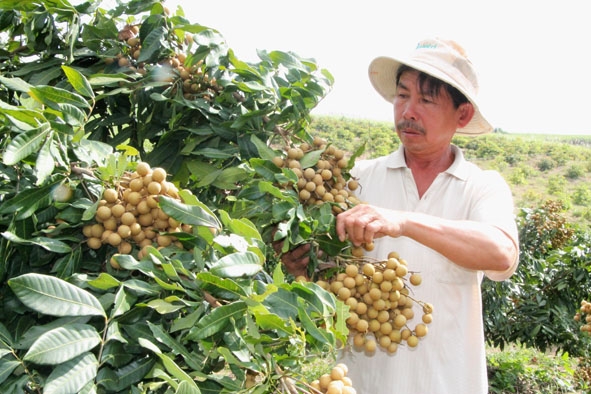 Ông Võ Ngọc Kiên (thôn 4, xã Ea Pil) đã chuyển đổi từ trồng mía sang trồng vải, nhãn đem lại nguồn thu nhập cao và ổn định. 