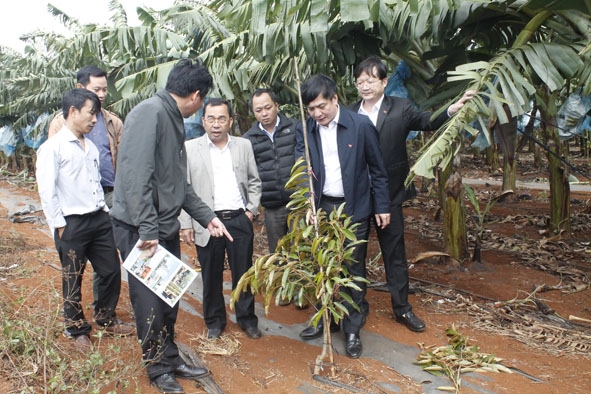 Đồng chí Bùi Văn Cường, Ủy viên Trung ương Đảng, Bí thư Tỉnh ủy (thứ hai từ phải sang) thăm mô hình trồng sầu riêng của Dakruco.