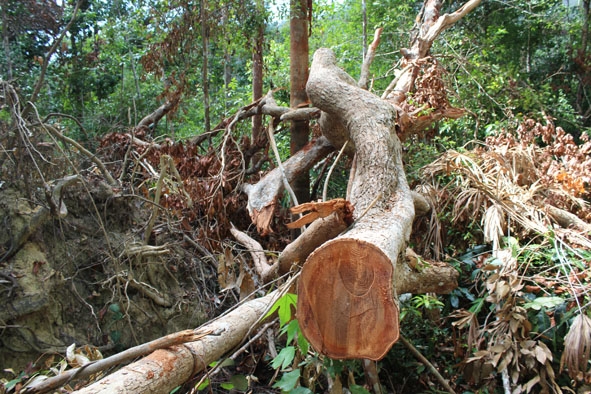 Hiện trường vụ phá rừng tại tiểu khu 824 thuộc địa phận xã Cư San (huyện M'Đrắk). Ảnh: Tiến Ninh