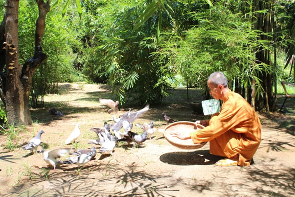 Thầy Thích Thế Tường cùng đàn bồ câu trong khu vườn tre độc đáo. 