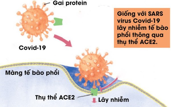 Virus corona sẽ nhanh chóng xâm chiếm được các tế bào phổi của con người thông qua những chiếc 