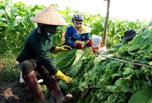 Người dân ở thôn 10, xã Hòa Lễ  đang xâu  thuốc lá để đưa vào lò sấy. 