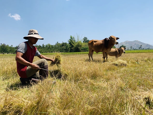 Cánh đồng lúa Ea Pren, Buôn Bhung trở thành nơi chăn thả bò.