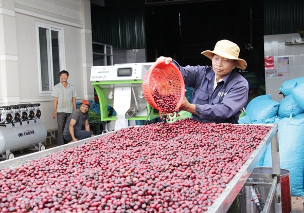 Nhờ máy tách màu, HTX Nông nghiệp dịch vụ Công bằng Ea Tu sản xuất cà phê đặc sản từ 100% quả chín. 