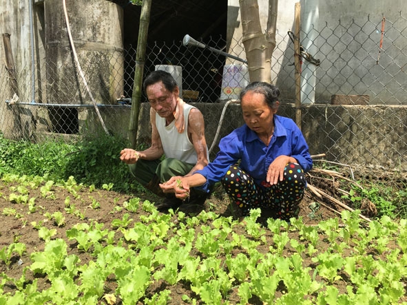 Những lúc sức khỏe cho phép, vợ chồng ông Quyền vẫn phải dìu nhau ra vườn trồng rau  để kiếm thêm thu nhập.  