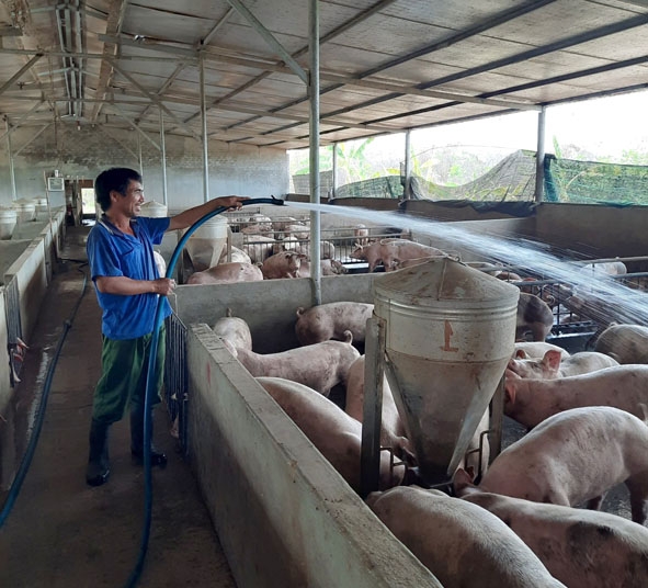 Đàn heo trong trang trại của gia đình bà Hoàng Thị Dùng (thôn Ea Duất, xã Ea Wer)  thường xuyên được tắm mát.  