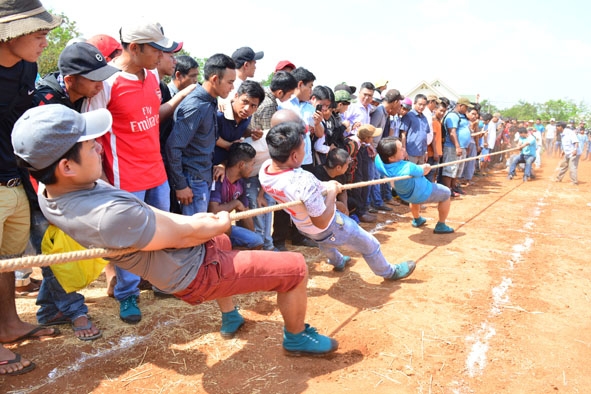 Thanh niên dân tộc thiểu số TP. Buôn Ma Thuột thi môn kéo co.    