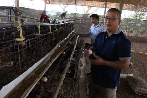 Cán bộ Khuyến nông huyện Ea Kar tham quan mô hình chăn nuôi gà giống của một đơn vị sản xuất giống ở xã Cư Ni.