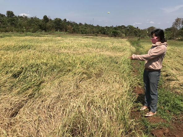 Lúa ở xã Cư Suê bị giảm năng suất do thiếu nước.  