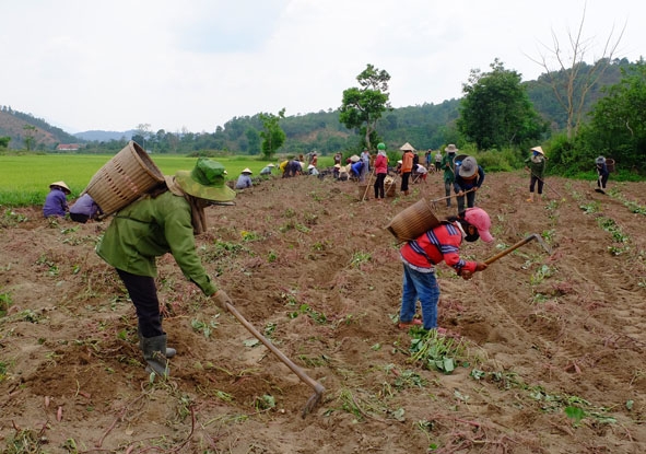 Trong thời gian nghỉ học phòng, chống dịch Covid-19, nhiều học sinh ở xã Đắk Phơi, huyện Lắk thường lên nương lên rẫy phụ gia đình.  Ảnh: Lê Hương 