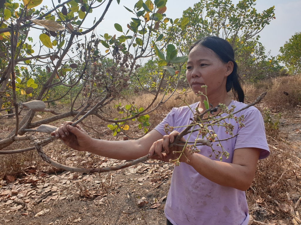 Hạn hán ảnh hưởng đến năng suất cây trồng ở xã Cư Bbang