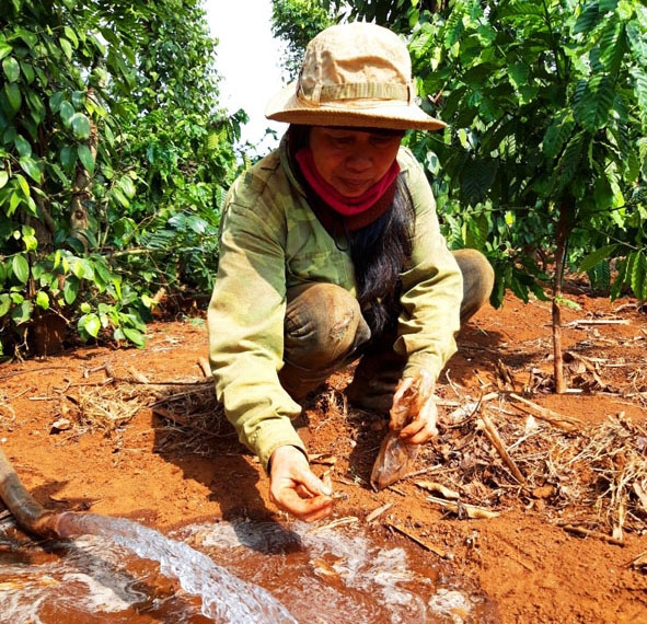 Bà Thái Thị Hải (thôn Đắk Hà Đông, xã Cư Dliê Mnông) tranh thủ lúc đi tưới rẫy cà phê  bắt dế cải thiện bữa ăn gia đình.