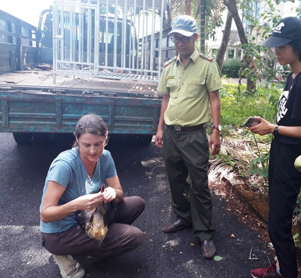            Kiểm tra  sức khỏe cho chim Già đẫy Java (do người dân giao nộp) trước khi thả về  môi trường  tự nhiên.  (Ảnh do  Chi cục Kiểm lâm tỉnh  cung cấp)