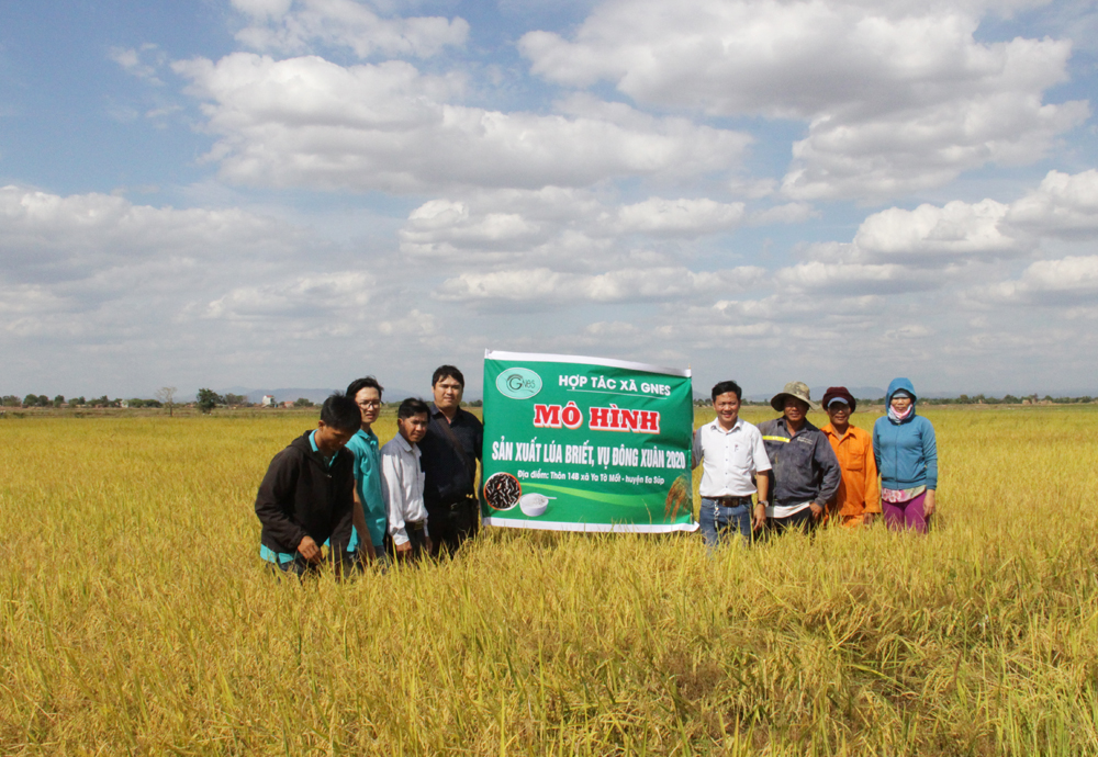 Các đại biểu tham quan mô hình lúa Briết canh tác theo quy trình hữu cơ của hộ ông Nguyễn Văn Cảnh