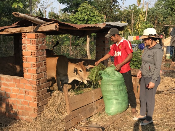 Anh Y Tý Ê Căm (Buôn Kla, xã Dray Sap) chăm sóc đàn bò. 