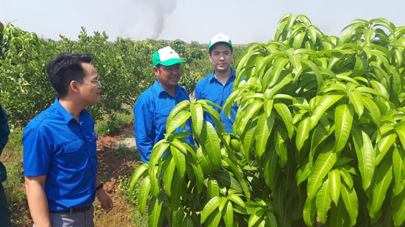 Mô hình sản xuất của HTX Cây ăn trái Vang Thanh Ea Súp.
