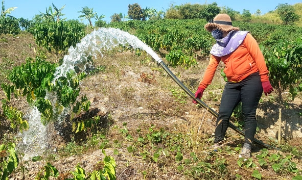 Có điện lưới, việc tưới cà phê của gia đình chị H'Nhuôn Niê thuận tiện hơn. 