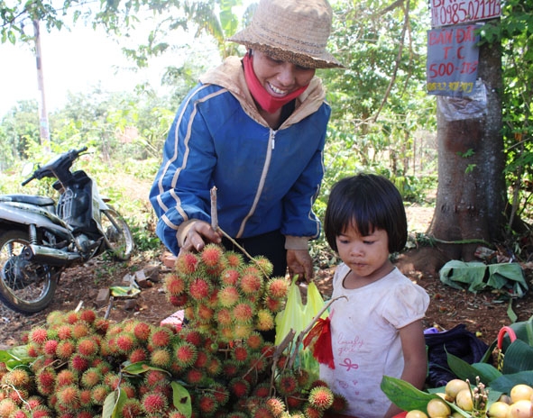 Chị H’Wau Adrơng (buôn Sút M’grư, xã Cư Suê, huyện Cư M'gar) đang soạn trái cây rừng để bán.   