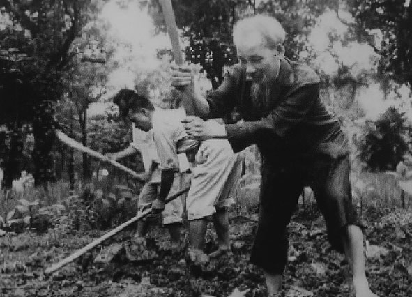 Chủ tịch Hồ Chí Minh cuốc đất, trồng rau trong vườn tại Phủ Chủ tịch, năm 1957. Ảnh tư liệu