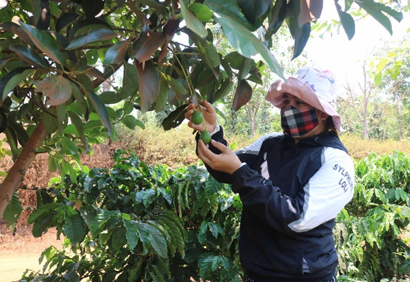 Chị H’Nhật trồng xen cây ăn quả trong vườn cà phê tái canh của gia đình.