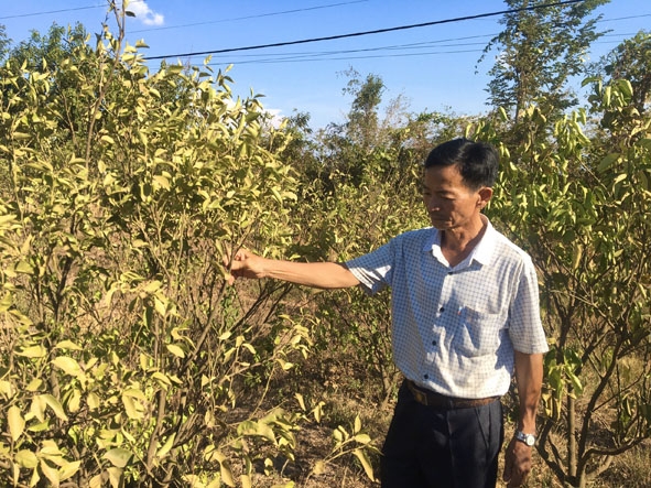 Ông Đặng Tường Quang (Chủ tịch Hội Nông dân xã Ea Nuôl) đi kiểm tra vườn cây cam, quýt bị khô héo do nắng hạn của người dân.