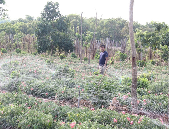 Vườn sâm Bố Chính của anh Võ Trí.