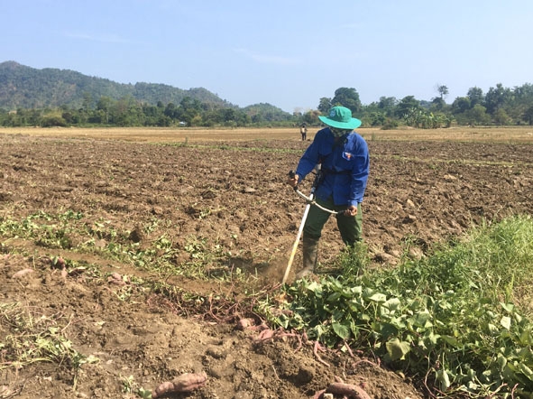 Ruộng khoai lang của gia đình ông Hồ Tôn Hiến (buôn Dhăm 2, xã Đắk Nuê) đã thu hoạch xong .