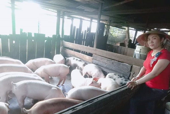 Chị Đặng Thị Hiếu (thôn 3, thị trấn Ea Súp) phát triển mô hình chăn nuôi heo giống. (Ảnh nhân vật cung cấp)