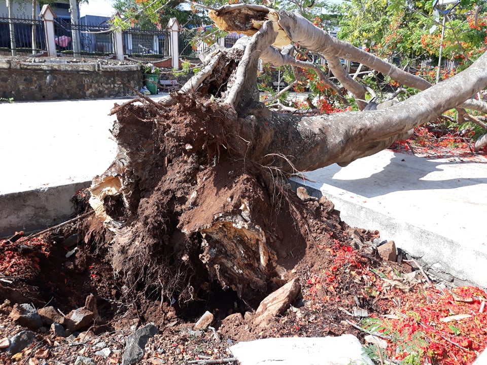 Cây phượng bị ngã đổ trong khuôn viên Trường Cao Đẳng Nghề Tây Nguyên (TP Buôn Ma Thuột). Ảnh minh họa