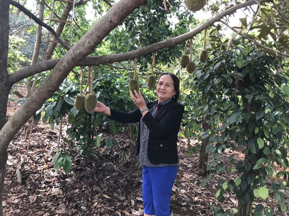 Vườn bơ, sầu riêng trồng xen trong vườn cà phê của bà Xa Thị Hữu (thôn Tiến Đạt, xã Quảng Tiến)  cho hiệu quả kinh tế cao. 
