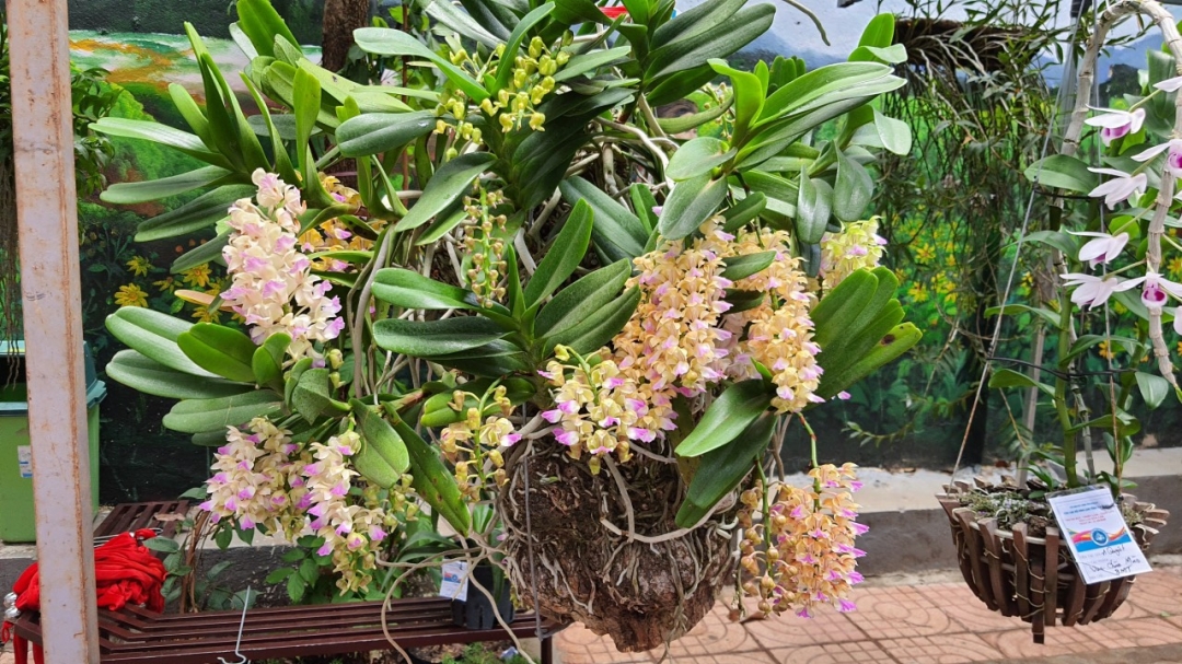 Hoàng  Nhạn của Huy Anh