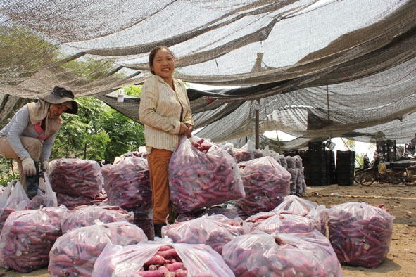 Người dân buôn Triết trồng khoai lang mang lại hiệu quả kinh tế khá.