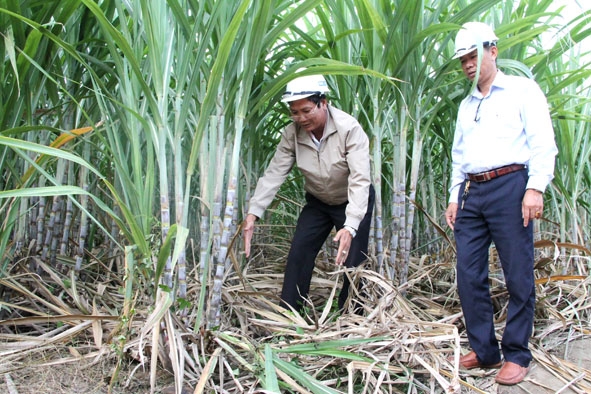 Bí thư Chi bộ Văn phòng (Đảng bộ Công ty Cổ phần Mía đường 333) Lê Tuân (bên trái), kiểm tra  vùng nguyên liệu mía của công ty. 