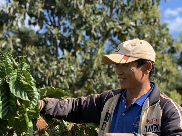 Anh Thẩm chăm sóc cà phê. 